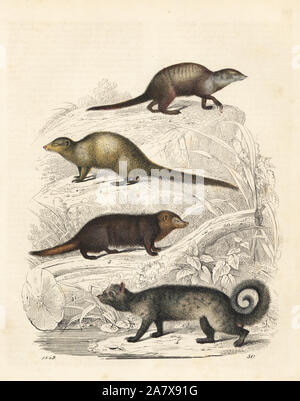 Erdmännchen, Suricata suricatta 1, Indische grau Mongoose, Herpestes edwardsii 2, gemeinsame Kusimanse, Crossarchus Obscurus 3, und Asiatischen Palm civet, Paradoxurus hermaphroditus 4. Papierkörbe Lithographie von Carl Hoffmann's Buch der Welt, Stuttgart, 1849. Stockfoto