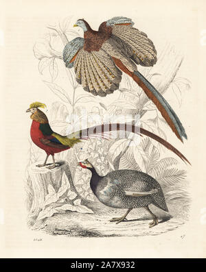 Große Argus, Argusianus argus 1, Goldener Fasan, Chrysolophus pictus 2 und Behelmten guineafowl, Numida meleagris 3. Papierkörbe Lithographie von Carl Hoffmann's Buch der Welt, Stuttgart, 1849. Stockfoto