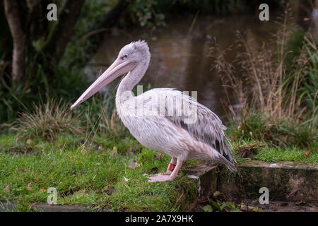 In Longleat Safari Park in Wiltshire, UK Pelican Stockfoto