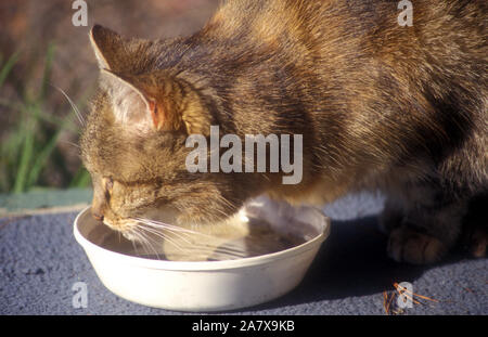 NAHANSICHT EINES HAUSHALSKATZENS, DAS AUS EINEM NAPF TRINKT. Stockfoto