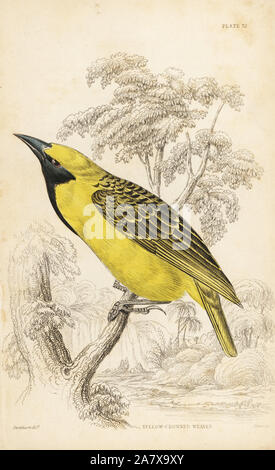 Gelb - gekrönte Bischof oder Napoleon Weaver, Euplectes afer (Gelb - gekrönte Weaver, Ploceus flaviceps). Papierkörbe Stahlstich von William Lizars nach William Swainson von Sir William Jardine's Naturforscher Bibliothek: Ornithologie: Vögel der westlichen Afrika, Edinburgh, W.H. Lizars, 1837. Stockfoto