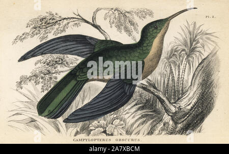 Grau-breasted sabrewing, Campylopterus largipennis Obscurus. Papierkörbe Stahlstich von W.C.L. Martin ist eine allgemeine Geschichte der Brummen - Vögel oder die Der, Bohn, London, 1852. Stockfoto