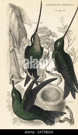 Schwert-billed Hummingbird, Ensifera ensifera (Docimastes ensiferus). Männliche, weibliche und männliche. Papierkörbe Stahlstich von W.C.L. Martin ist eine allgemeine Geschichte der Brummen - Vögel oder die Der, Bohn, London, 1852. Stockfoto