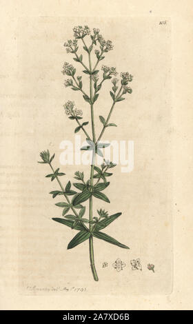 Kreuz-leaved Damen bedstraw, Galium boreale. Papierkörbe Kupferstich nach einer Illustration von James Sowerby von James Smith's Englisch Botanik, London, 1793. Stockfoto