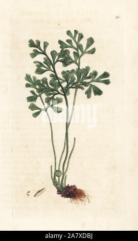 Weiß maidenhair oder Wand rue, Asplenium Ruta-Muraria. Papierkörbe Kupferstich von James Sowerby von James Smith's Englisch Botanik, London, 1793. Stockfoto