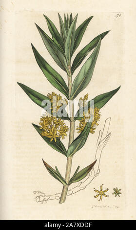 Getuftete Felberich, Lysimachia thyrsiflora. Papierkörbe Kupferstich von James Sowerby von James Smith's Englisch Botanik, London, 1794. Stockfoto