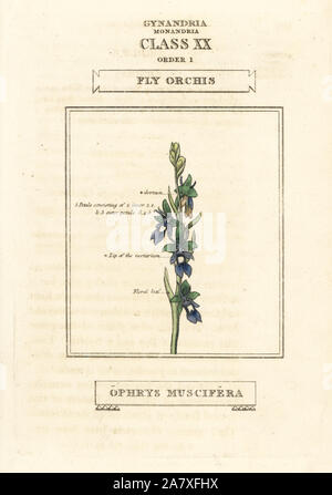 Orchid Fliegen, Fliegen oder Orchis Ophrys insectifera (Ophrys muscifera). Papierkörbe Kupferstich nach einer Illustration von Richard Duppa aus seinem Die Klassen und Aufträge Der Linnaeische System der Botanik, Longman, Hurst, London, 1816. Stockfoto