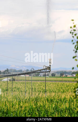 Drehmittelpunkt Bewässerungssystem Beregnungswasser in einem üppigen jungen Maisfeld. North Central Colorado, USA. Stockfoto