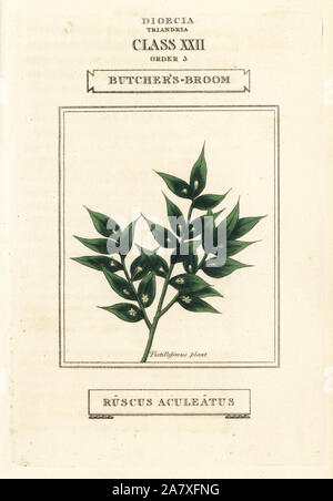 Mäusedorn, Ruscus aculeatus. Papierkörbe Kupferstich nach einer Illustration von Richard Duppa aus seinem Die Klassen und Aufträge Der Linnaeische System der Botanik, Longman, Hurst, London, 1816. Stockfoto