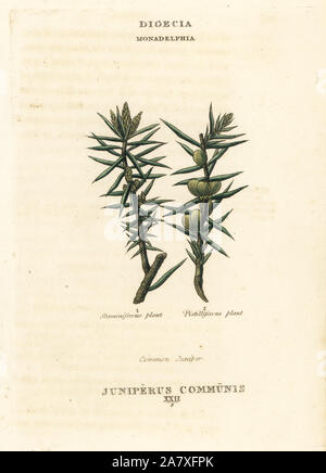 Gemeinsame Wacholder, Juniperus communis. Papierkörbe Kupferstich nach einer Illustration von Richard Duppa aus seinem Die Klassen und Aufträge Der Linnaeische System der Botanik, Longman, Hurst, London, 1816. Stockfoto