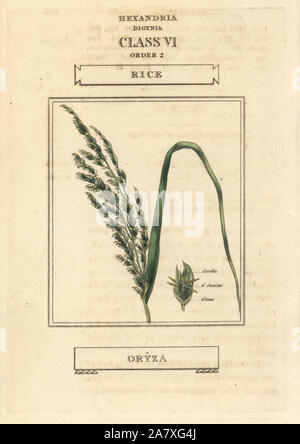 Reis, Oryza Sativa. Papierkörbe Kupferstich nach einer Illustration von Richard Duppa aus seinem Die Klassen und Aufträge Der Linnaeische System der Botanik, Longman, Hurst, London, 1816. Stockfoto