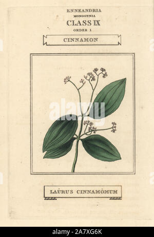 Wahre Zimt, Cinnamomum verum (Laurus cinnamomum). Papierkörbe Kupferstich nach einer Illustration von Richard Duppa aus seinem Die Klassen und Aufträge Der Linnaeische System der Botanik, Longman, Hurst, London, 1816. Stockfoto