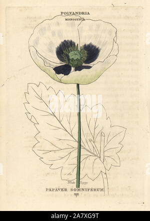 Weiß Schlafmohn, Papaver somniferum. Papierkörbe Kupferstich nach einer Illustration von Richard Duppa aus seinem Die Klassen und Aufträge Der Linnaeische System der Botanik, Longman, Hurst, London, 1816. Stockfoto