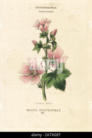 Gemeinsame malve Malva Sylvestris. Papierkörbe Kupferstich nach einer Illustration von Richard Duppa aus seinem Die Klassen und Aufträge Der Linnaeische System der Botanik, Longman, Hurst, London, 1816. Stockfoto