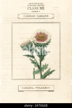 Gemeinsame carline, Carlina vulgaris. Papierkörbe Kupferstich nach einer Illustration von Richard Duppa aus seinem Die Klassen und Aufträge Der Linnaeische System der Botanik, Longman, Hurst, London, 1816. Stockfoto