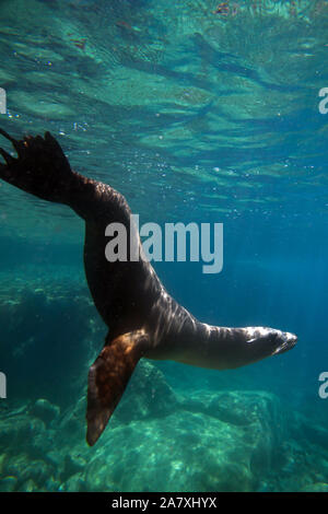 Galapagos-seelöwe (zalophus californianus) schwimmen im Wasser weg Los Islotes, Meer von Cortez, Baja California Sur, Mexiko Stockfoto