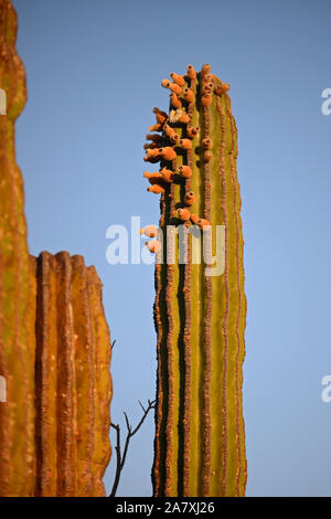 Mexikanische Riese cardon Kaktus (Pachycereus pringlei) auf Isla San Esteban, Baja California, Mexiko. Stockfoto