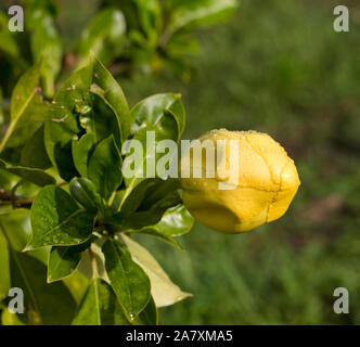 Atemberaubende Zierpflanzen große gelbe Blume des Solandra Maxima, Tasse Gold Rebsorten, goldenen Kelch Weinstock, Hawaiian Lily, eine kräftige Reben blühen im Frühling. Stockfoto