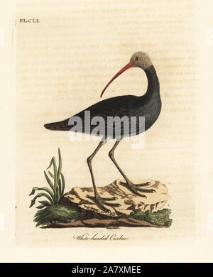 Hadada oder hadeda Ibis, Bostrychia hagedash? (White-headed Brachvögel, Numenius leucocephalus.) Papierkörbe Kupferplatte gezeichnet und von John Latham aus seiner eigenen eine allgemeine Geschichte der Vögel, Winchester, 1824 eingraviert. Stockfoto