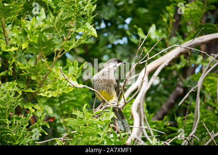 Eine große laut Red Wattlebird (Anthochaera carunculata), Barkingbird oder Gillbird, die zweitgrößte honeyeater in Australien ist auf einem Ast sitzend. Stockfoto