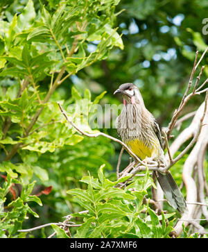 Eine große laut Red Wattlebird (Anthochaera carunculata), Barkingbird oder Gillbird, die zweitgrößte honeyeater in Australien ist auf einem Ast sitzend. Stockfoto