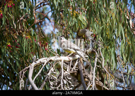 Eine große laut Red Wattlebird (Anthochaera carunculata), Barkingbird oder Gillbird, die zweitgrößte honeyeater in Australien ist auf einem Ast sitzend. Stockfoto