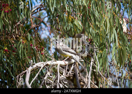 Eine große laut Red Wattlebird (Anthochaera carunculata), Barkingbird oder Gillbird, die zweitgrößte honeyeater in Australien ist auf einem Ast sitzend. Stockfoto