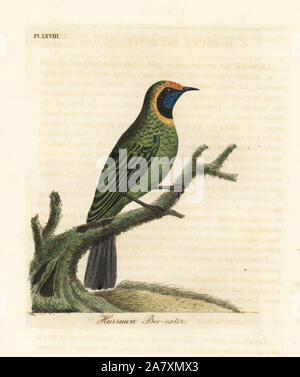 Golden-fronted leafbird, Chloropsis aurifrons. (Hurruwa Bienenfresser, Indien.) Papierkörbe Kupferplatte gezeichnet und von John Latham aus seiner eigenen eine allgemeine Geschichte der Vögel, Winchester, 1822 eingraviert. Stockfoto