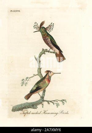 Getuftete coquettes, Lophornis ornatus (Getuftet-necked Kolibris, Trochilus ornatus). Männlich und weiblich. Papierkörbe Kupferplatte gezeichnet und von John Latham aus seiner eigenen eine allgemeine Geschichte der Vögel, Winchester, 1822 eingraviert. Stockfoto