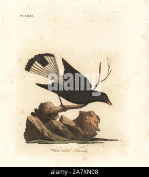 Schwarze Steinschmätzer, Oenanthe leucura (White tailed Thrush Turdus leucurus). Papierkörbe Kupferplatte gezeichnet und von John Latham aus seiner eigenen eine allgemeine Geschichte der Vögel, Winchester, 1822 eingraviert. Stockfoto