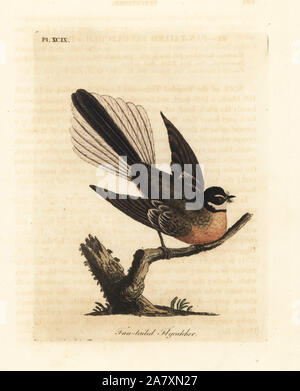 Neuseeland fantail, Rhipidura fuliginosa (Fan-tailed schopftyrann). Papierkörbe Kupferplatte gezeichnet von John Latham aus seiner eigenen eine allgemeine Geschichte der Vögel, Winchester, 1823 graviert und. Stockfoto