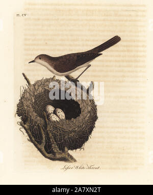 Lesser Whitethroat, Sylvia curruca, mit Nest und Eier. (Kleiner weisser Kehle warbler, Sylvia sylviella.) Papierkörbe Kupferplatte gezeichnet von John Latham aus seiner eigenen eine allgemeine Geschichte der Vögel, Winchester, 1823 graviert und. Stockfoto