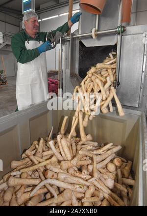 Boblitz, Deutschland. 30 Okt, 2019. Andreas Roske, Mitarbeiter der Rabe Spreewälder Konserven GmbH, wird frisch Meerrettich wurzeln in der Maschine waschen. Die Landwirte im Süden Brandenburg erwarten eine marmorierte Meerrettich Ernte in diesem Jahr aufgrund der Dürre der vergangenen Monate. Dieses Jahr, gut zehn Hektar meerrettich sind im Spreewald kultiviert. Traditionell die Wurzeln von Oktober bis Januar geerntet werden, die Zeit der Ernte ist im November. Foto: Patrick Pleul/dpa-Zentralbild/ZB/dpa/Alamy leben Nachrichten Stockfoto