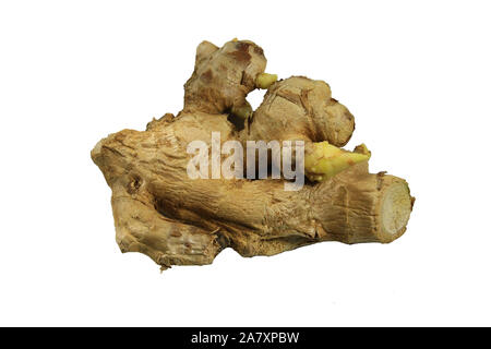 Frischer Ingwer (Zingiber officinale) auf weißem Hintergrund, Kraut medizinisches Konzept. Stockfoto