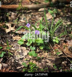 Gesunde, wilde Veilchen Pflanze, die auf dem Boden im Wald. Stockfoto