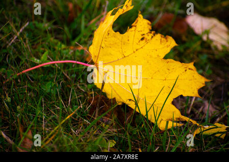 Leuchtend gelbe maple leaf auf dem Gras. Bunten Hintergrund der gefallenen Blätter im Herbst im Wald. Stockfoto