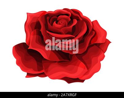 Rose Hand zeichnen und gefärbt. Eine blühende Rose. Vector Illustration. Stock Vektor