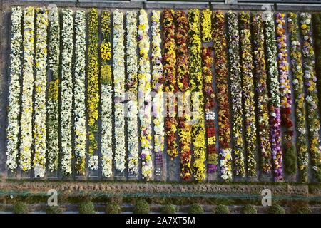 Jiangsu, Zhejiang, China. 5 Nov, 2019. Jiangsu, China - November 4, 2019, Luftaufnahmen in einem chrysantheme einpflanzen Basis in Jiangning Bezirk, Nanjing, Provinz Jiangsu. 400 000 Chrysanthemen in allen Farben in voller Blüte sind. Im Layout und in der Entlastung, wie ein riesiges ''Maze Credit: SIPA Asien/ZUMA Draht/Alamy leben Nachrichten Stockfoto