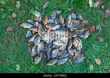 Karauschen gefangen auf grünem Gras. Erfolgreich angeln. Eine Menge Karausche. Frisch Fluss Fisch gefangen. Gefangene Fische nach Glück Angeln. Karausche Karpfen Stockfoto