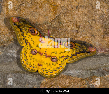 Golden Emperor Moth, Loepa Katinka, Meghalaya, Indien Stockfoto