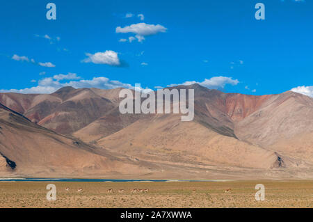 Rote Berge in der Nähe von Tsokar See, Ladakh, Indien Stockfoto
