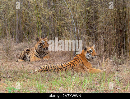 Tiger Gabbar und Maya, Panthera tigris, Tadoba, Maharashtra, Indien Stockfoto