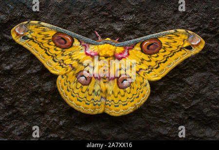 Golden Emperor Moth, Katinka, Loepa Bhandardara, Maharashtra, Indien Stockfoto