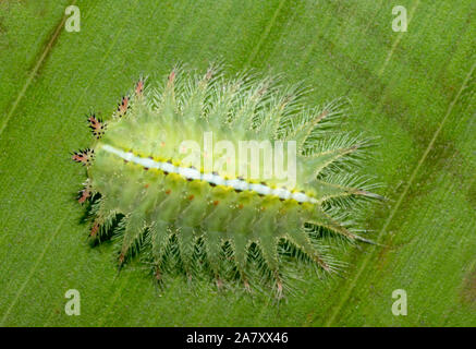 Limacodid Motte Caterpillar, Mumbai, Maharashtra, Indien Stockfoto