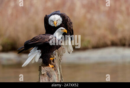 Eine weibliche Adler an ihren Kumpel schreien, als es auf der gleichen hocken Sie auf war, landete. Adler kommen in Zahlen zu den nördlichen Staat Washington auf Lachs zu füttern Stockfoto