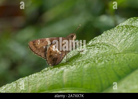 Baum Flitter, Hyarotis adrastus, Schmetterling, Garo Hills, Meghalaya, Indien Stockfoto