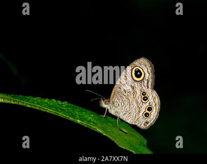 Gemeinsame fünf Ring, Ypthima Baldus, butterfy, Meghalaya, Garo Hills, Indien Stockfoto