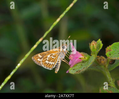 Gemeinsame Gras Dart, Taractrocera maevius, Schmetterling, Garo Hills, Meghalaya, Indien Stockfoto