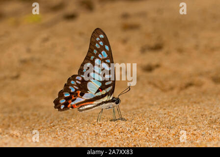 Gemeinsame Jay, Schmetterling, Schmetterling doson Garo Hills, Meghalaya, Indien Stockfoto