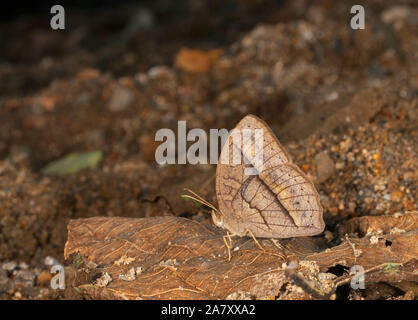 Mycallesis Sp, Schmetterling,, Garo Hills, Meghalaya, Indien Stockfoto